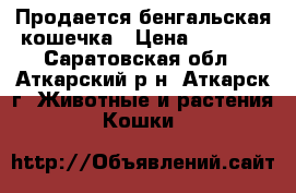 Продается бенгальская кошечка › Цена ­ 4 000 - Саратовская обл., Аткарский р-н, Аткарск г. Животные и растения » Кошки   